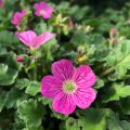 Erodium variabile Bishops Form - Reigersbek