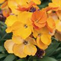 Erysimum Rysi Copper – Muurbloem