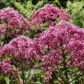 Eupatorium maculatum Atropurpureum - Koninginnenkruid