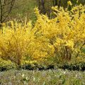 Forsythia intermedia - Chinees klokje