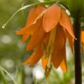 Fritillaria imperialis Prolifera - Keizerskroon