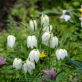 Fritillaria meleagris Alba - Kievitsbloem