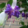 Fuchsia Blue Angel - Bellenplant