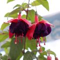 Fuchsia Maori Maid - Bellenplant