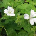 Geranium nodosum Silverwood - Ooievaarsbek