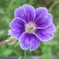 Geranium nodosum Clos du Coudray - Ooievaarsbek