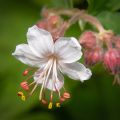 Geranium macrorrhizum Spessart - Rotsooievaarsbek