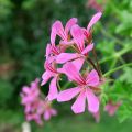 Pelargonium peltatum Roi des Balcon Lilas - Hanggeranium