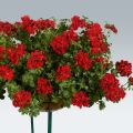 Pelargonium peltatum Ruby - Hanggeranium dubbel