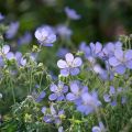 Geranium collinum Blue Cloud - Ooievaarsbek