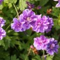 Geranium himalayense Plenum - Ooievaarsbek