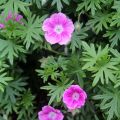 Geranium sanguineum Elke - Bloedooievaarsbek