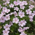 Geranium sanguineum Pink Pouffe - Bloedooievaarsbek