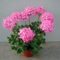 Pelargonium Fireworks Pink - Zonale geranium