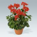 Pelargonium Fireworks Scarlet - Zonale geranium