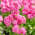 Matthiola incana Heritage Pink - Zomerviolier