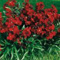 Erysimum cheiri Bedder Vulcan Brune – Muurbloem