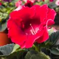 Gloxinia Etoile de Feu - Kamergloxinia