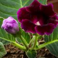Gloxinia Violacea - Kamergloxinia