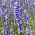 Ridderspoor DelQIS Dark Blue Edge (zaad) - Delphinium consolida