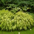 Hakonechloa macra Aureola - Japans berggras