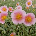 Helianthemum Rhodanthe Carneum - Zonneroosje