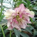 Helleborus Double Picotee - Lenteroos dubbel met contrasterend gekleurde bloemranden