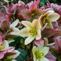 Helleborus nigercors Candy Love - Kerstroos