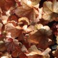 Heuchera Paprika - Purperklokje
