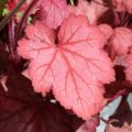 Heuchera Georgia Peach - Purperklokje
