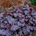 Heuchera Obsidian - Purperklokje