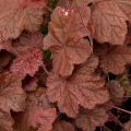Heuchera Beaujolais - Purperklokje