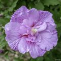 Hibiscus syriacus Lavender Chiffon - Tuinhibiscus