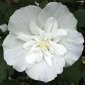 Hibiscus syriacus White Chiffon - Tuinhibiscus