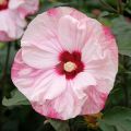 Hibiscus moscheutos Cherry Cheesecake - Moerashibiscus