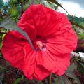 Hibiscus moscheutos Red Wine - Moerashibiscus