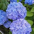 Hydrangea macrophylla Nikko Blue - Boerenhortensia
