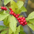 Ilex verticillata Maryland Beauty - Winterbes