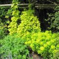 Gouden hop Aureus - Humulus lupulus