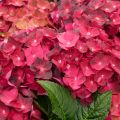 Hydrangea macrophylla Magical Ruby Tuesday - Bolhortensia
