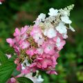 Hydrangea paniculata Pinky Winky - Pluimhortensia