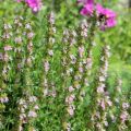 Hyssopus officinalis roseus - Hysop roze