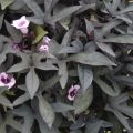 Ipomoea batatas Sweet Caroline Purple - Zoete aardappel