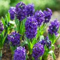 Hyacint Atlantic - Hyacinthus orientalis