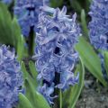 Hyacint Delft Blue - Hyacinthus orientalis