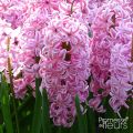 Hyacint Fondant - Hyacinthus orientalis