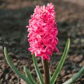 Hyacint Jan Bos - Hyacinthus orientalis
