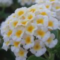 Lantana camara Evita Wit - Wandelaar