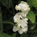 Lathyrus latifolius White Pearl - Wilde pronkerwt