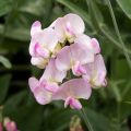 Lathyrus latifolius Roze Pearl - Wilde pronkerwt